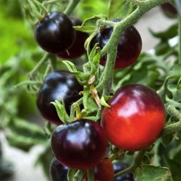 Tomato Indigo Apple 1024x1024