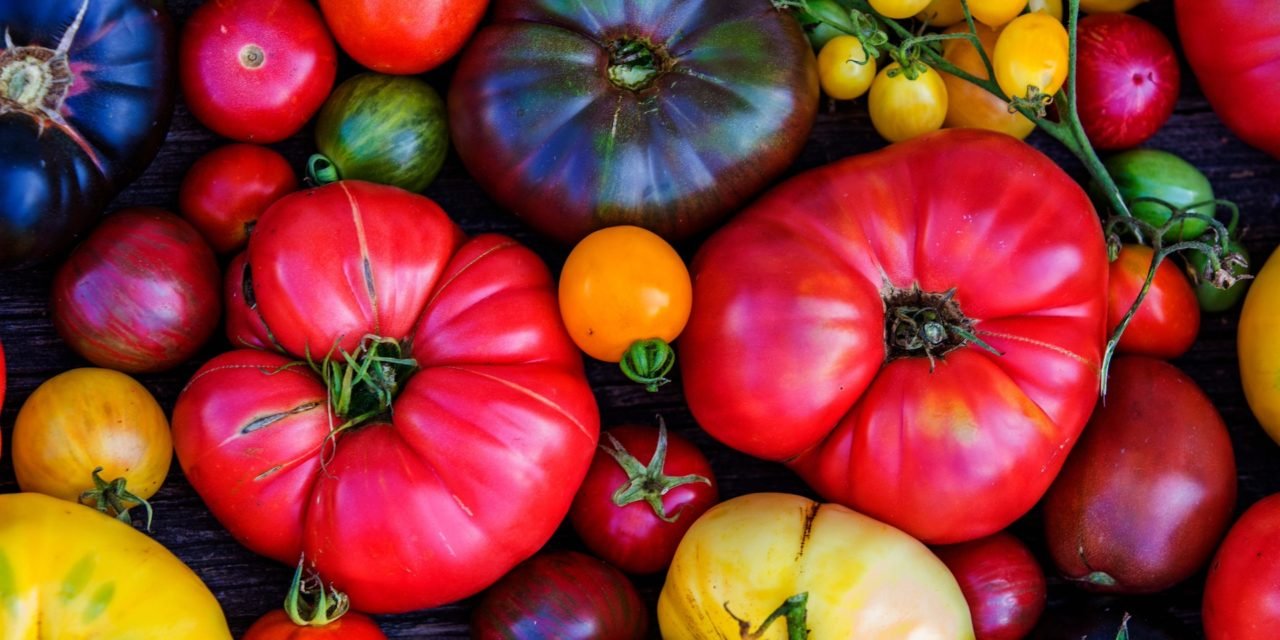 Top 3 Tomatoes I’m Growing Now : Homestead 2023-2024