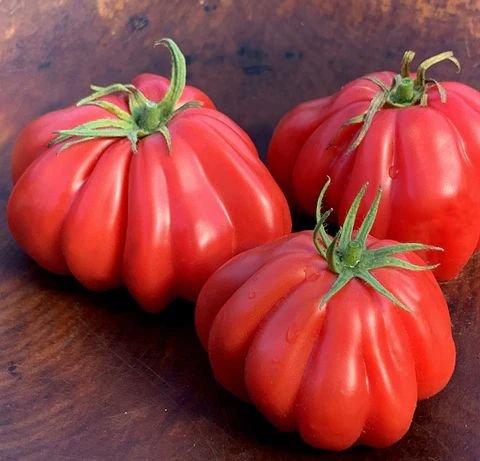 zapotec tomato 480x480