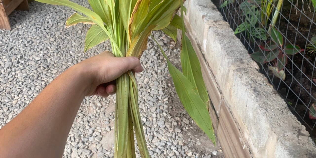 1st Best Turmeric Harvest!